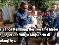 Ular Sanca Kembang Berukuran 4 Meter Menggegerkan Warga Mojokerto di Kandang Ayam