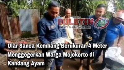 Ular Sanca Kembang Berukuran 4 Meter Menggegerkan Warga Mojokerto di Kandang Ayam
