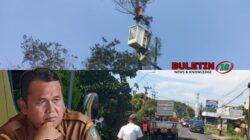 Prioritaskan Nyawa Pengguna Jalan, Kepala Dinas PUPR Jombang Instruksikan Pemangkasan Pohon Massal